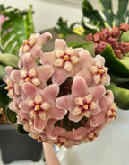 Hoya carnosa compacta