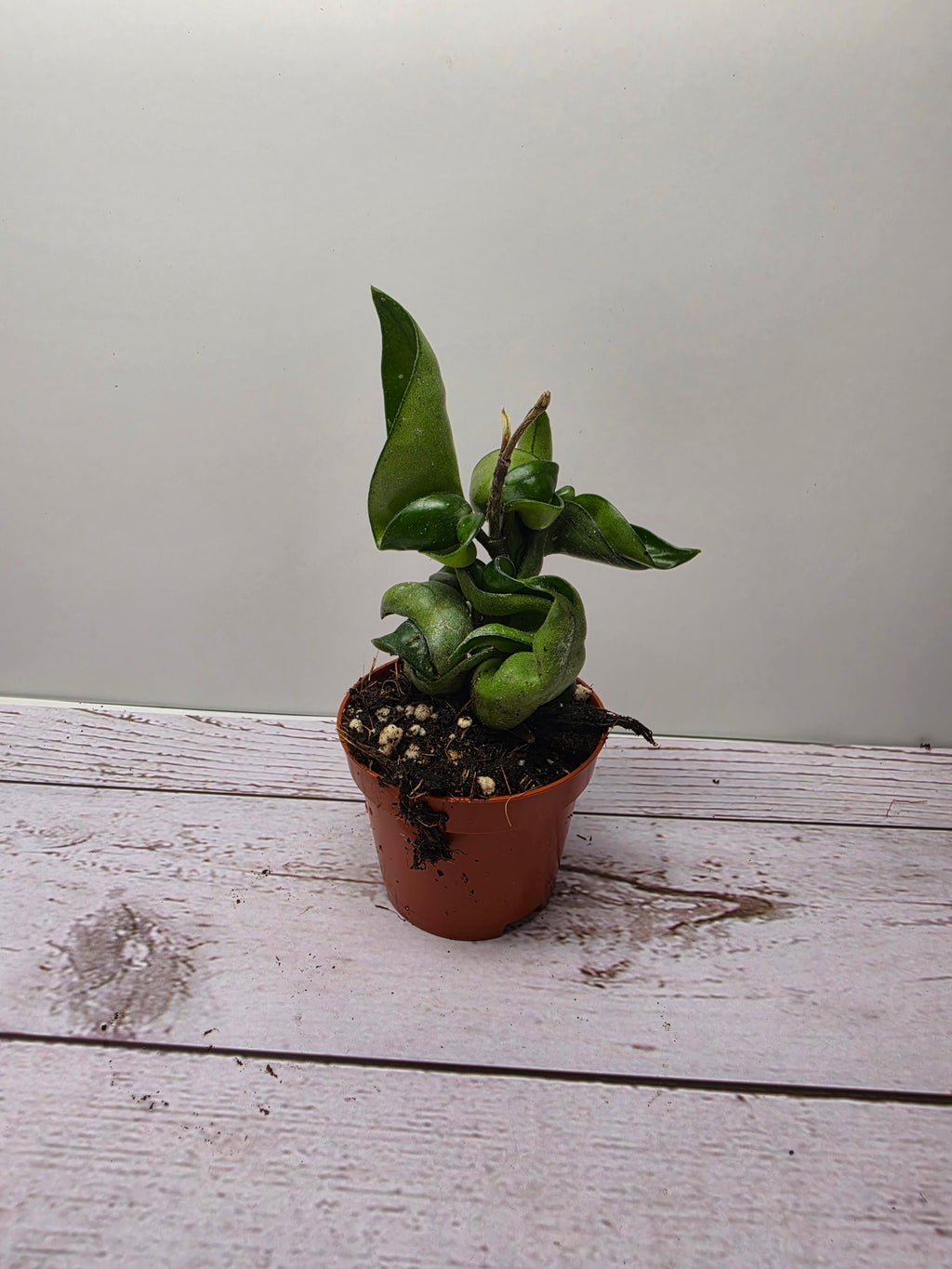 Hoya carnosa compacta
