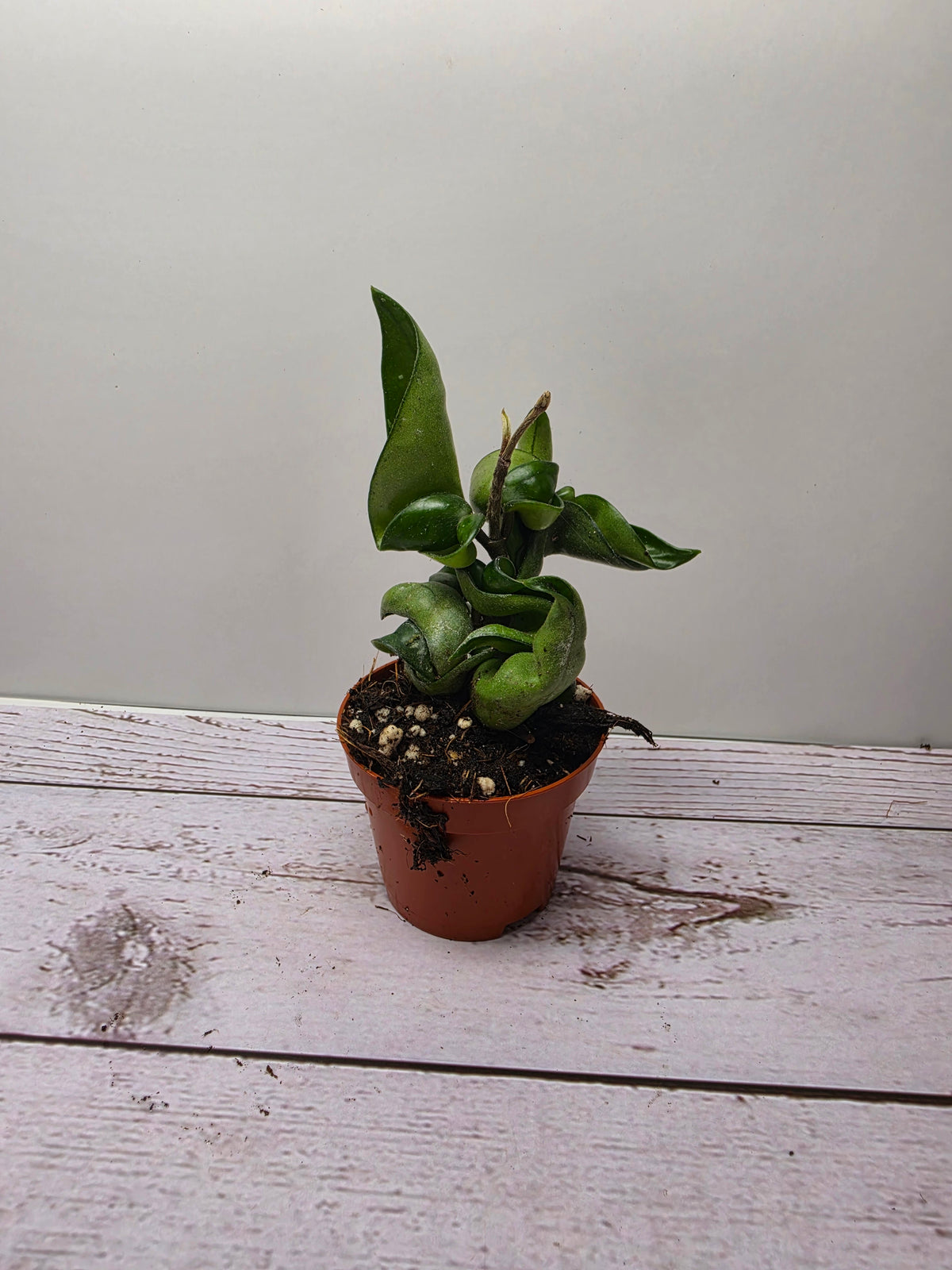 Hoya carnosa compacta