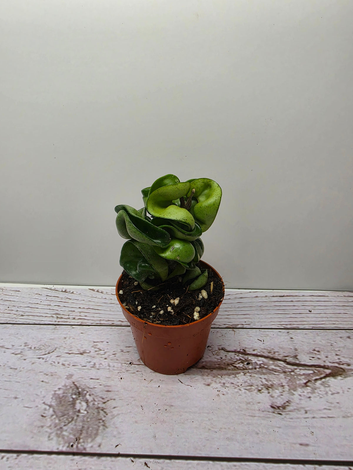 Hoya carnosa compacta
