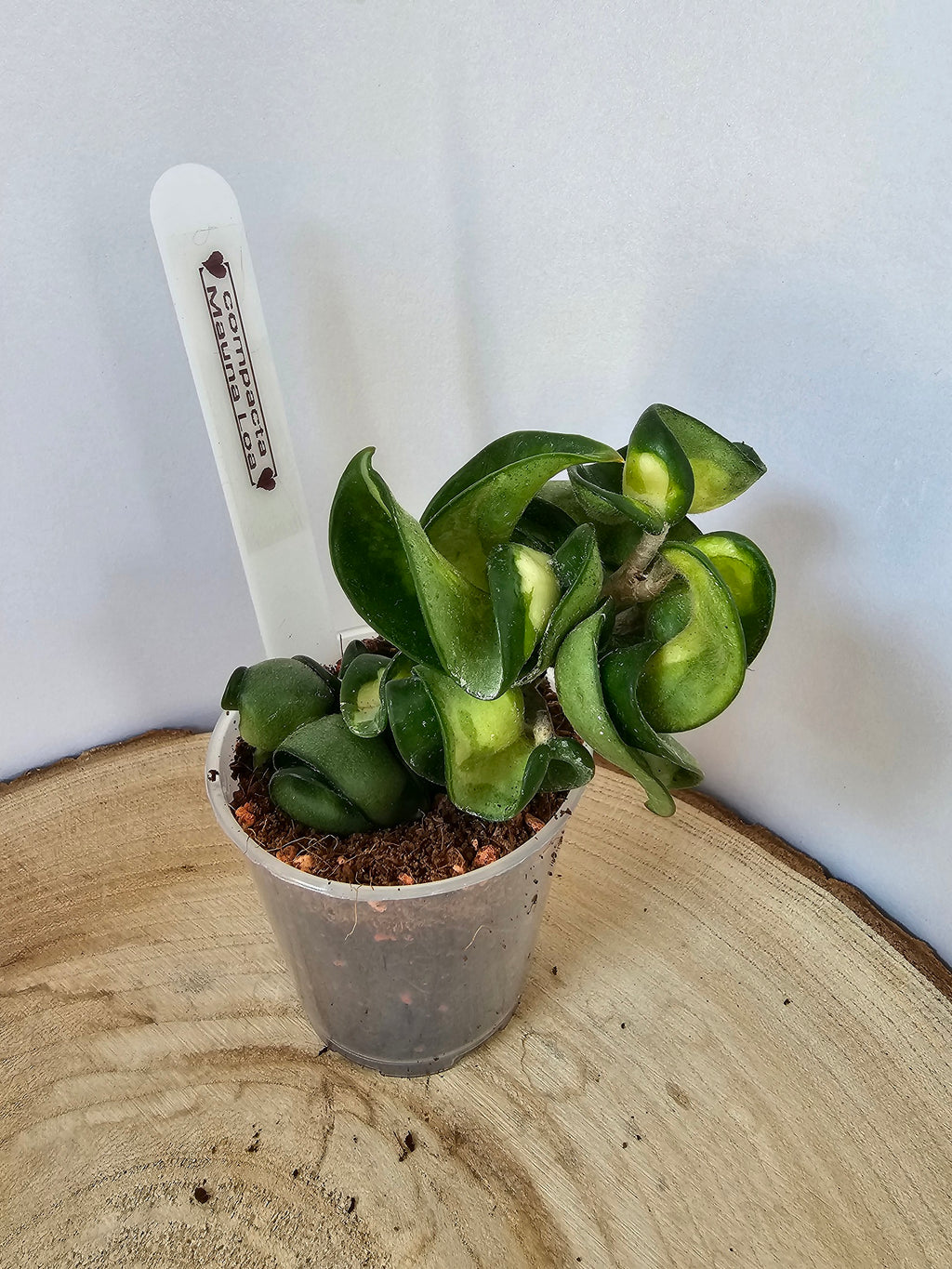 Hoya carnosa compacta "Mauna Loa"