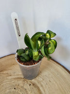 Hoya carnosa compacta "Mauna Loa"