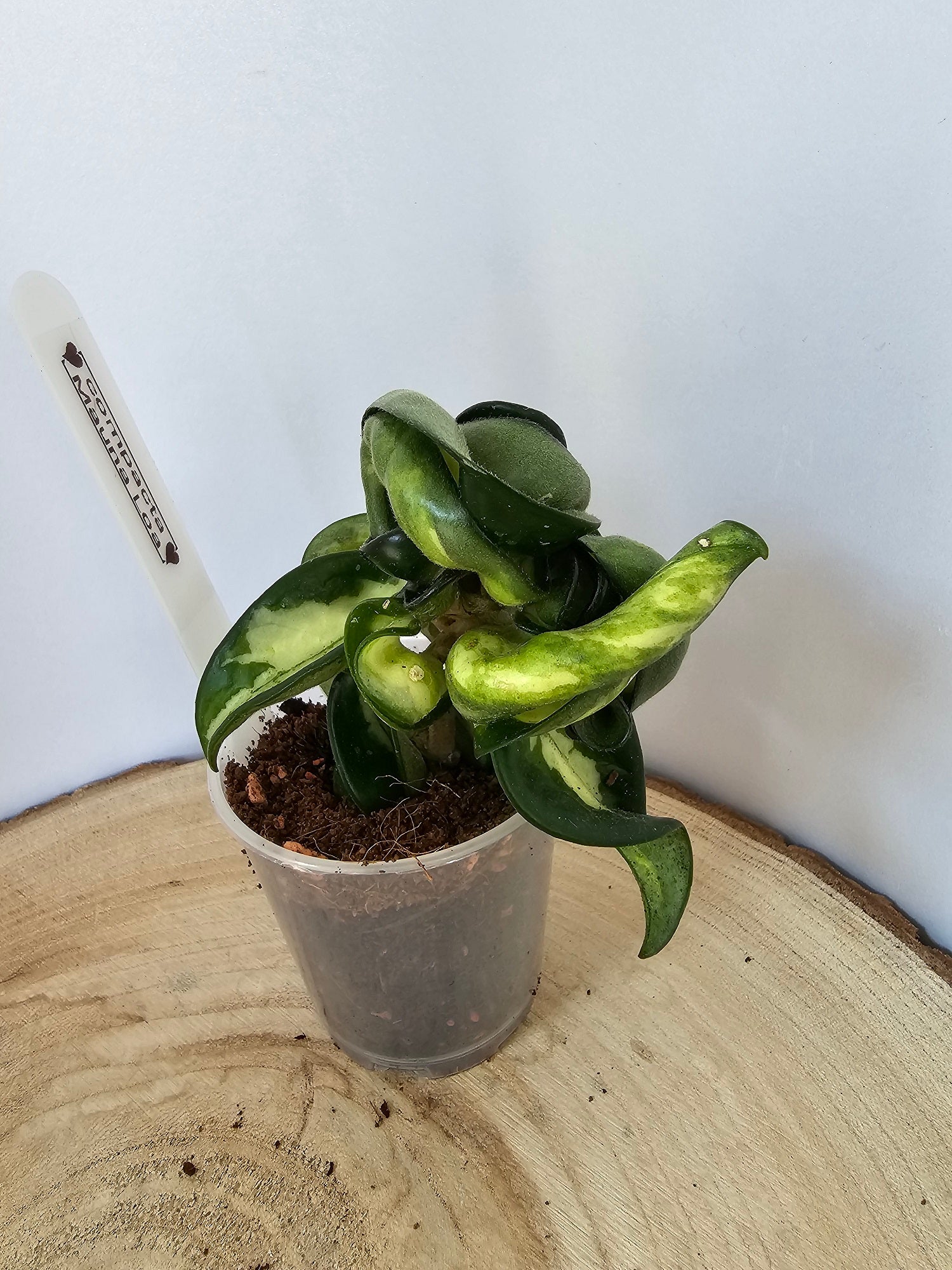 Hoya carnosa compacta "Mauna Loa"