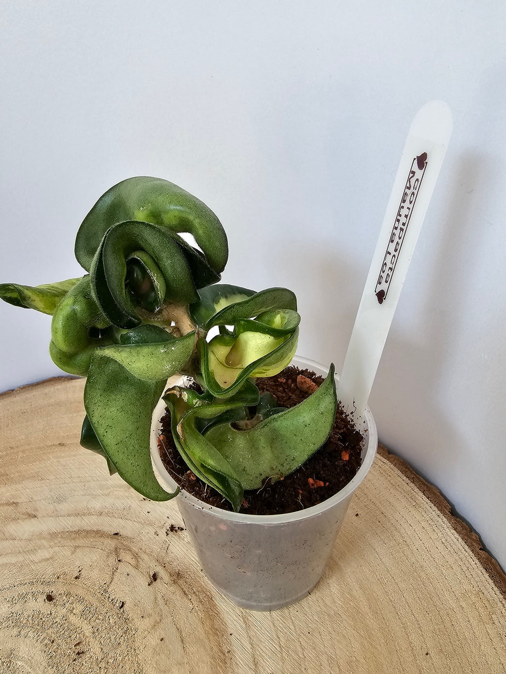 Hoya carnosa compacta "Mauna Loa"