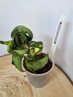 Hoya carnosa compacta "Mauna Loa"