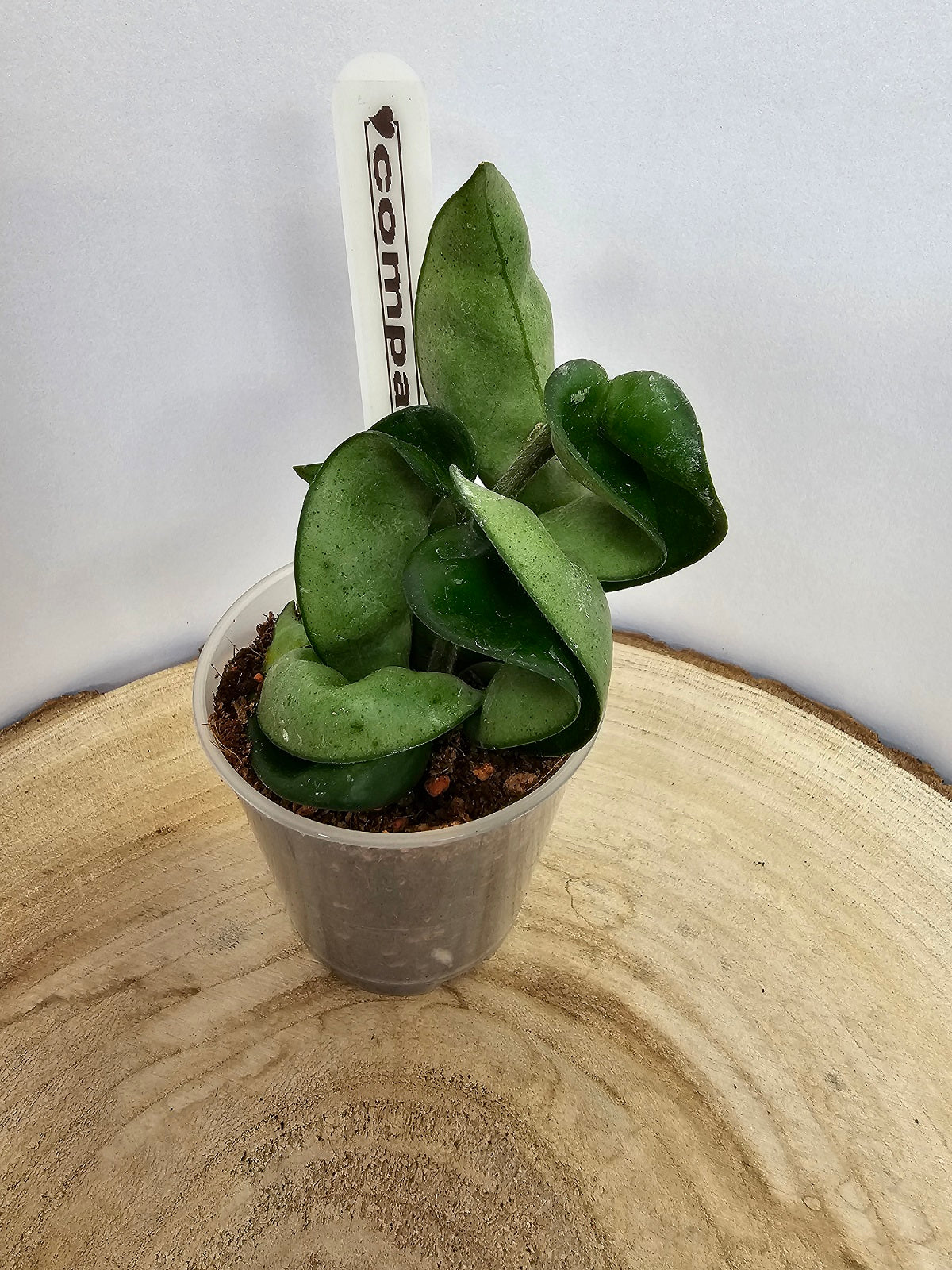 Hoya carnosa compacta