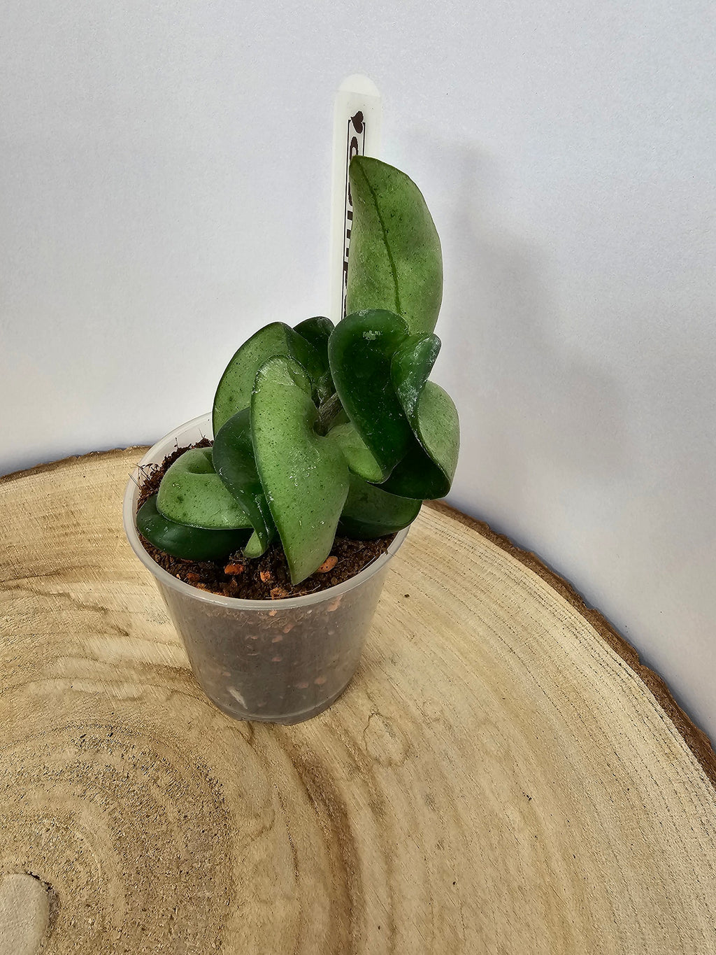 Hoya carnosa compacta