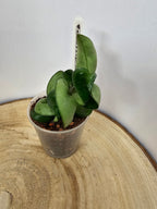 Hoya carnosa compacta