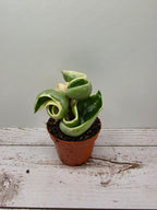 Hoya carnosa compacta albomarginata