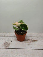 Hoya carnosa compacta albomarginata