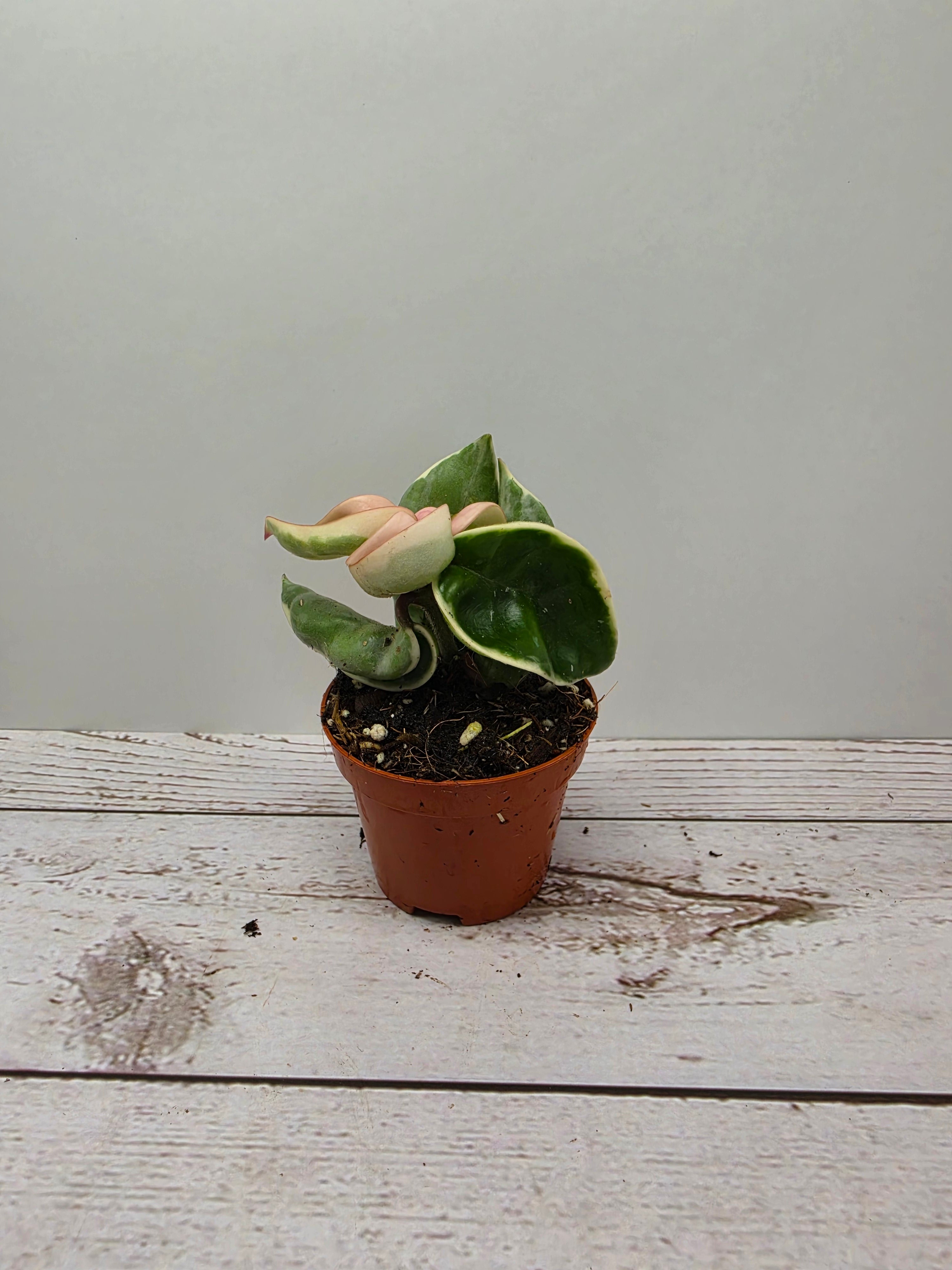 Hoya carnosa compacta albomarginata