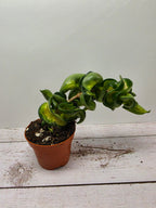 Hoya carnosa compacta "Mauna Loa"