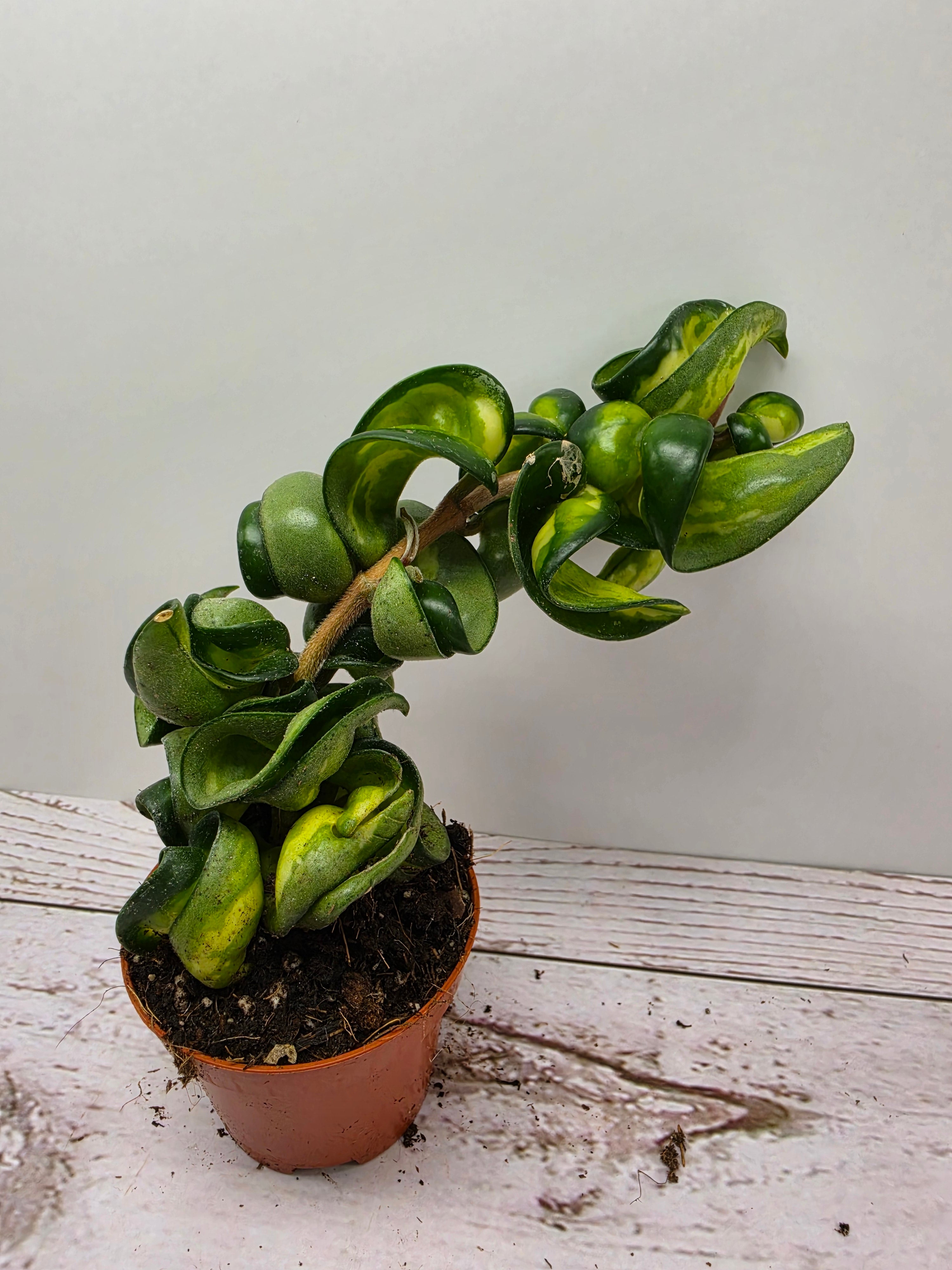 Hoya carnosa compacta "Mauna Loa"