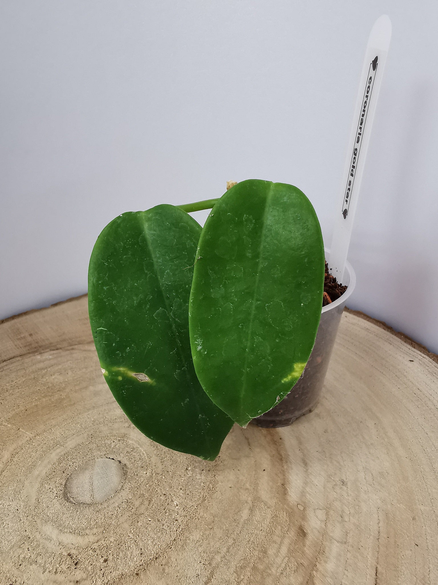 Hoya coronaria "gold star"