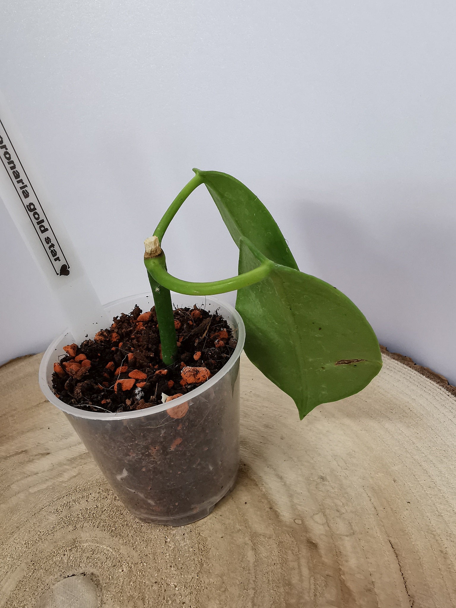 Hoya coronaria "gold star"