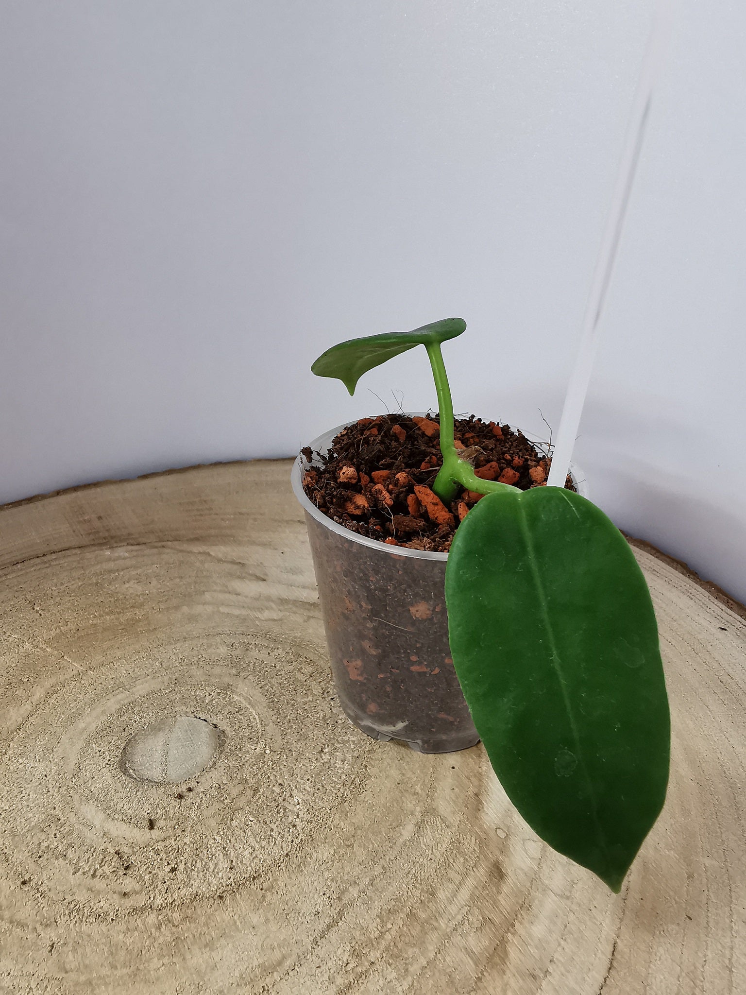 Hoya coronaria "gold star"