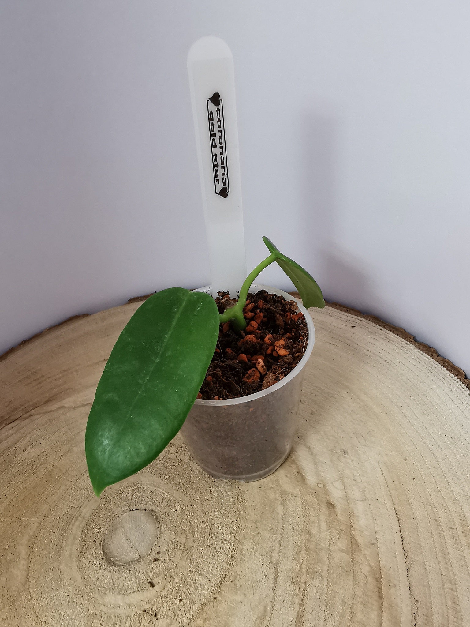 Hoya coronaria "gold star"