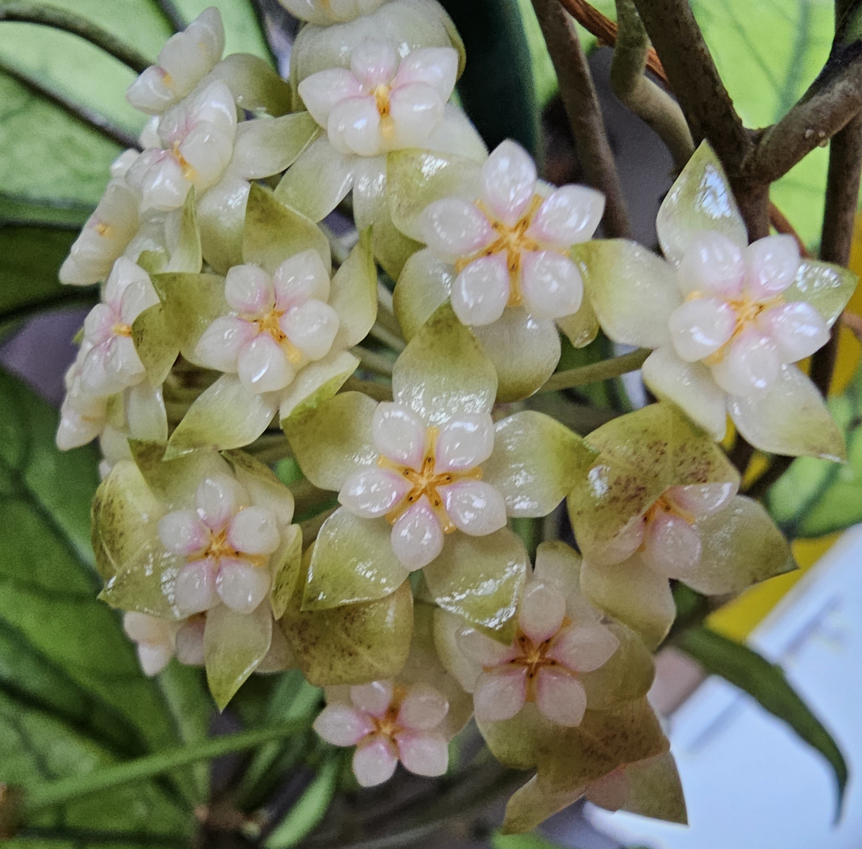 Hoya crassipetiolata