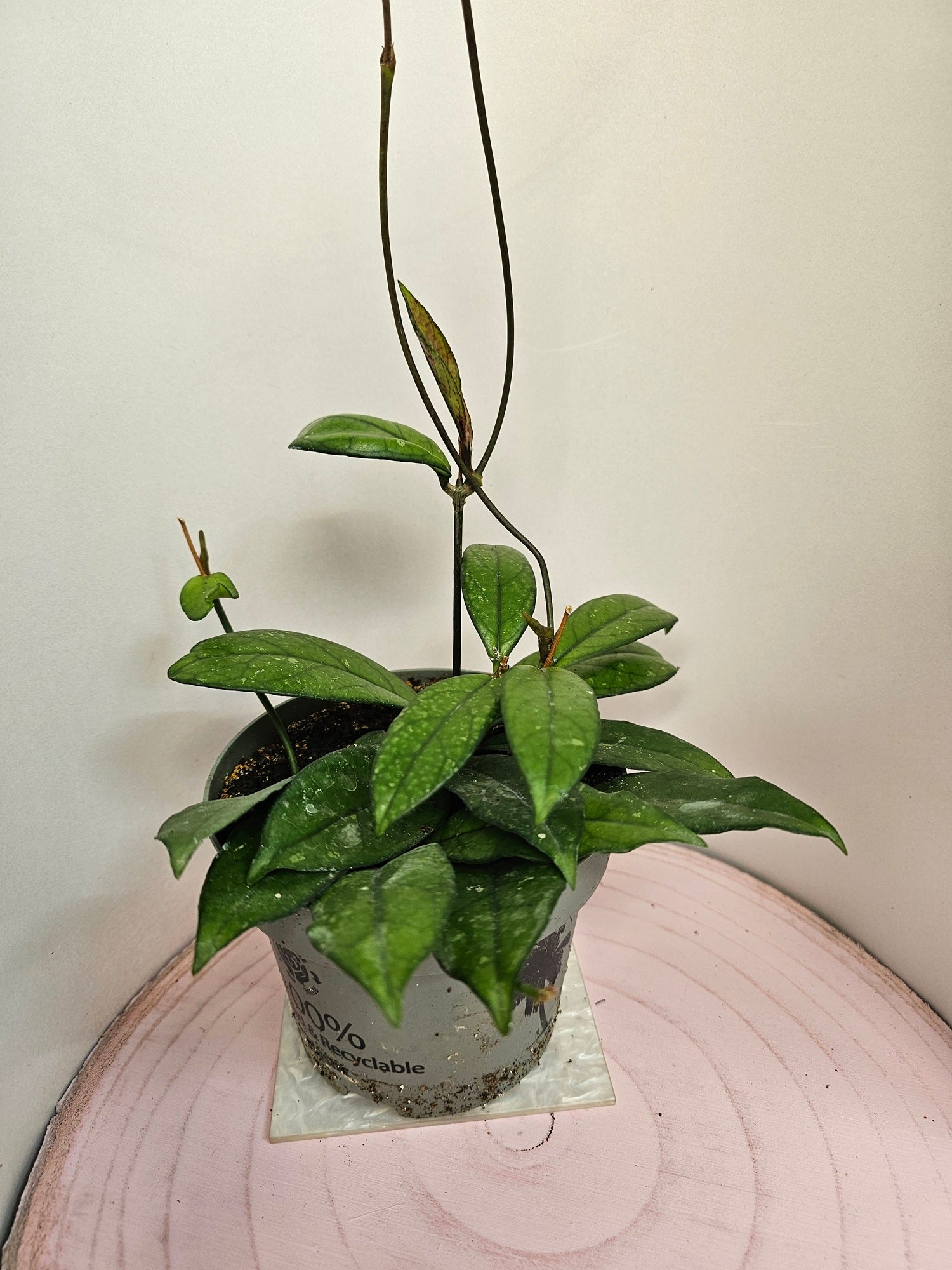 Hoya crassipetiolata