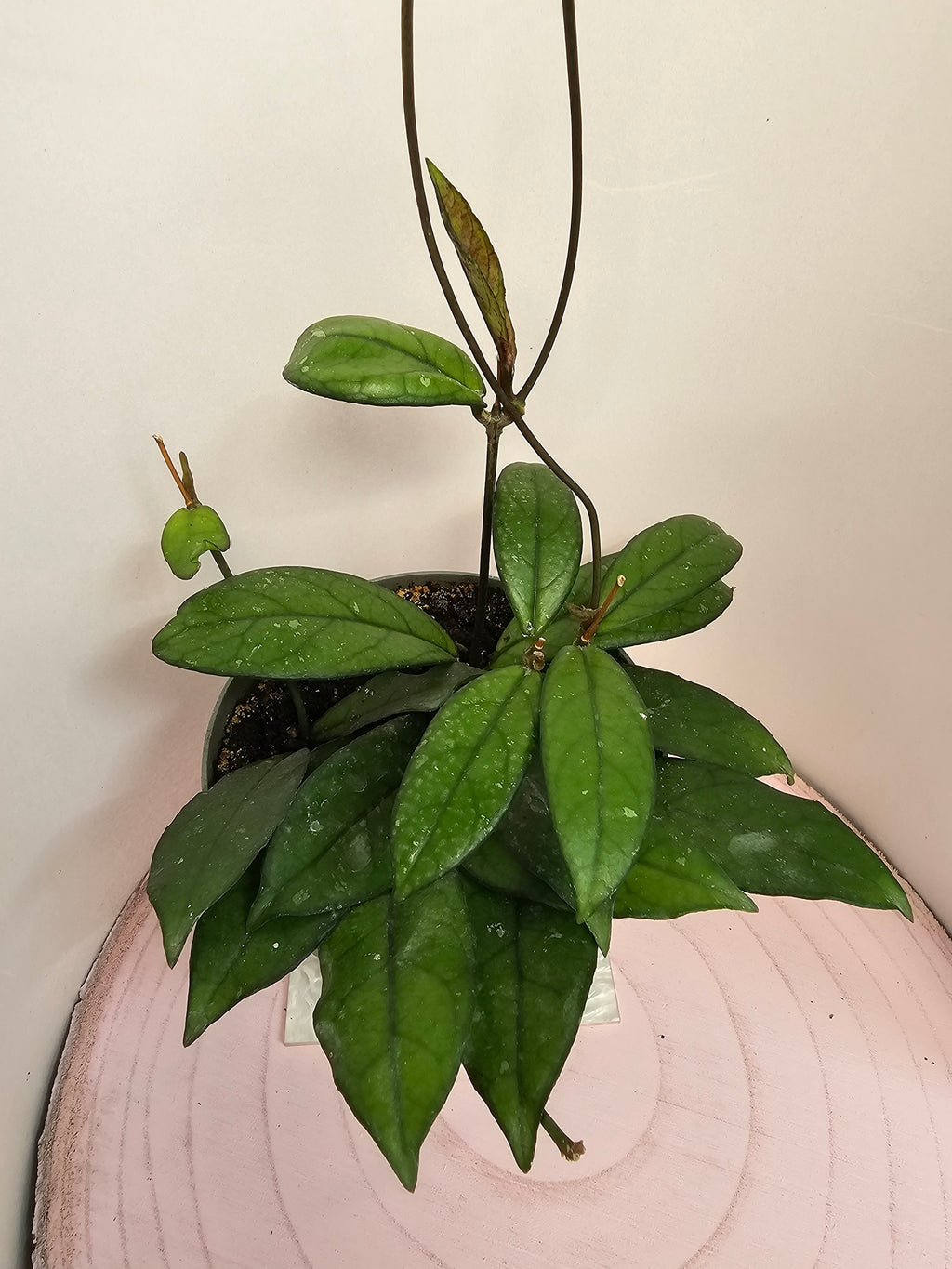 Hoya crassipetiolata