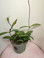 Hoya crassipetiolata