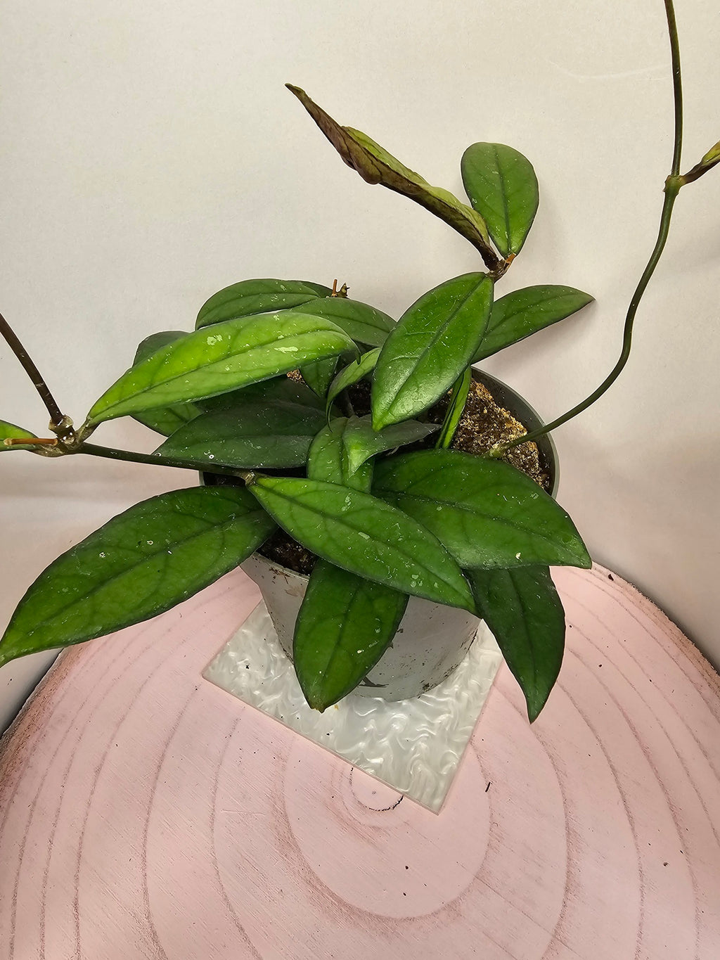 Hoya crassipetiolata