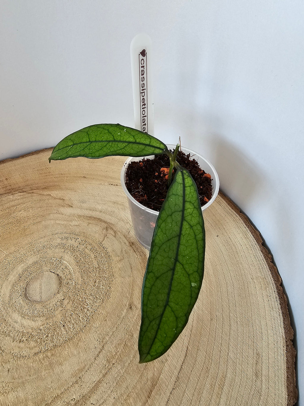 Hoya crassipetiolata