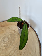 Hoya crassipetiolata