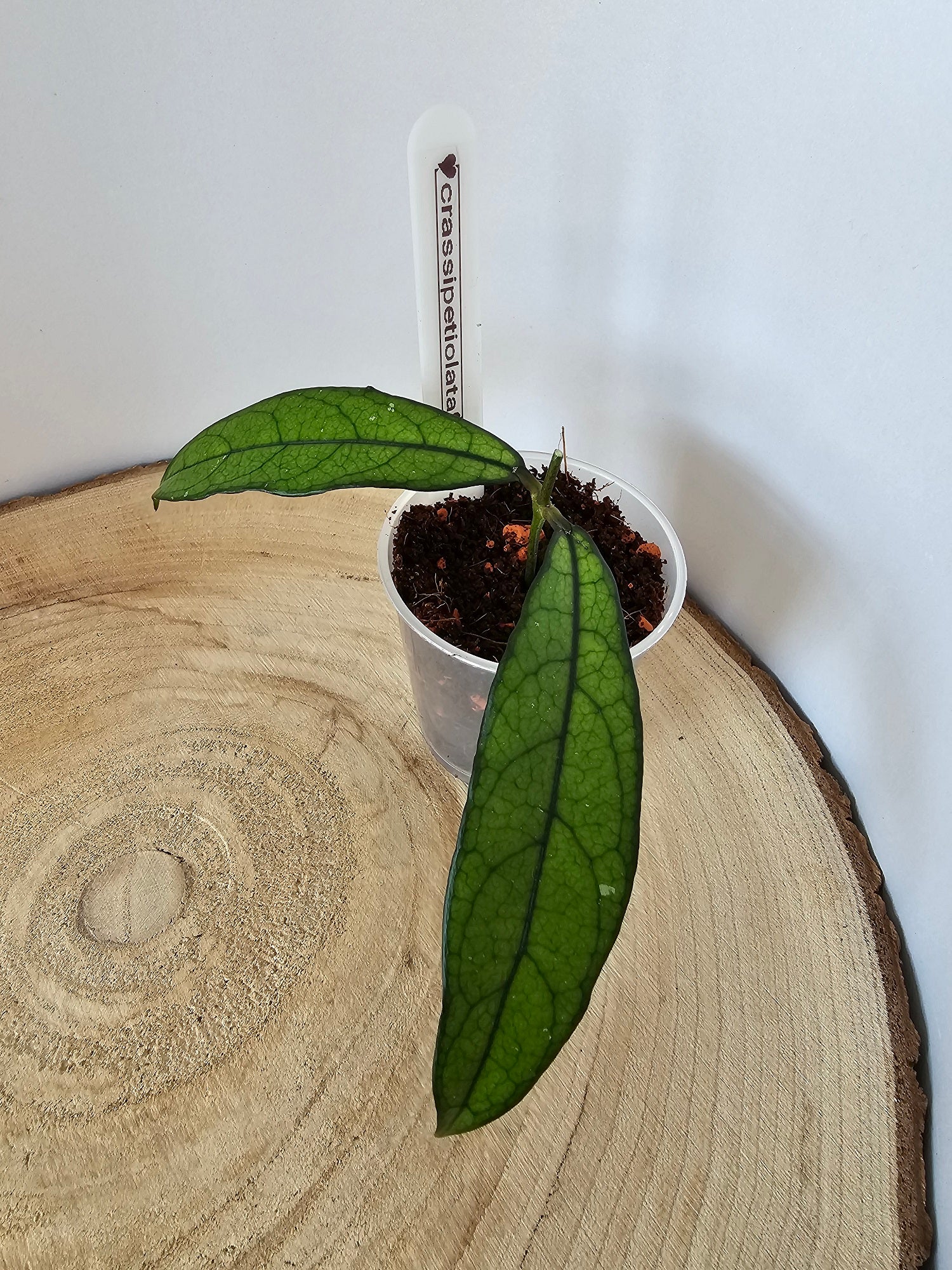 Hoya crassipetiolata