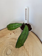 Hoya crassipetiolata