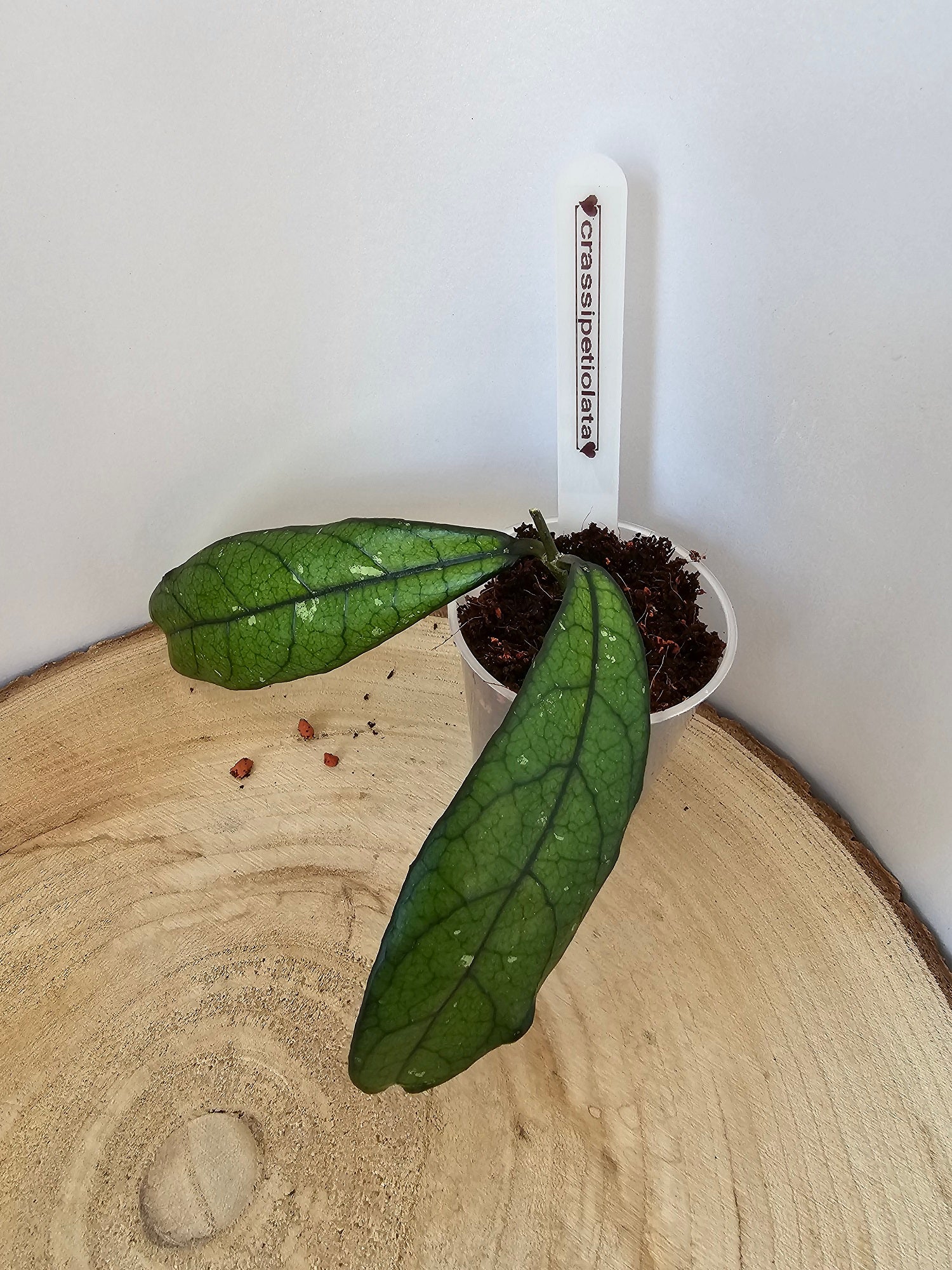 Hoya crassipetiolata