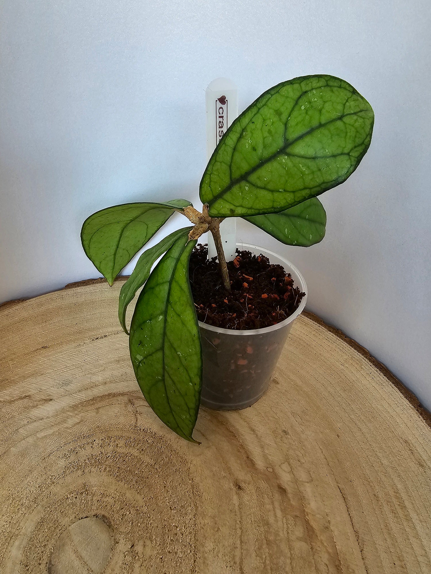 Hoya crassipetiolata