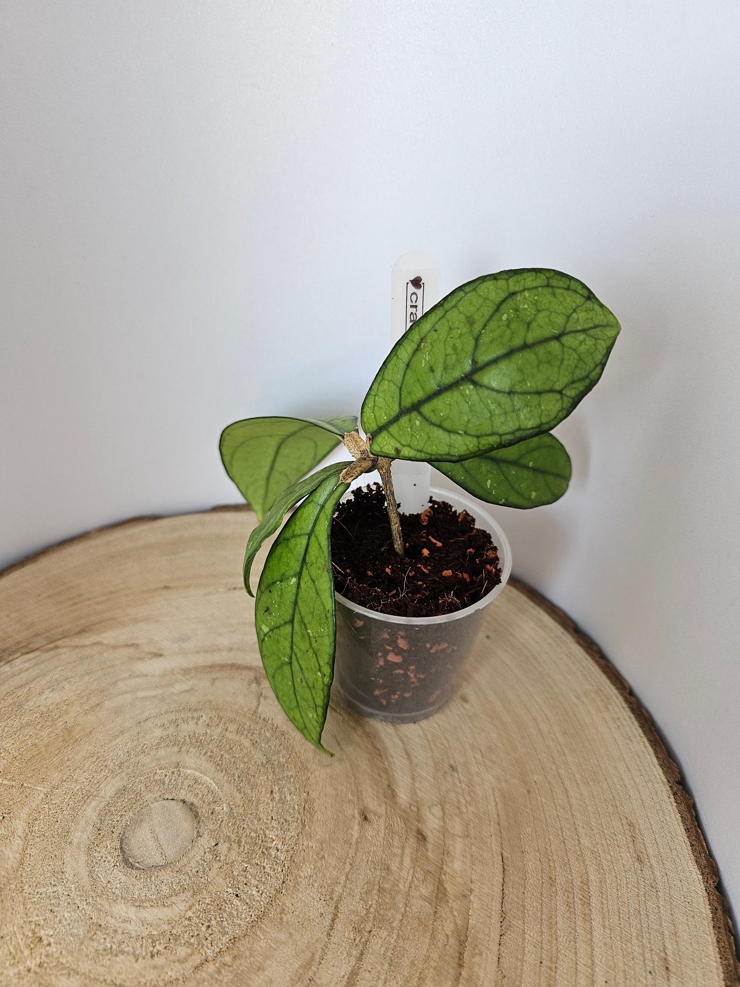 Hoya crassipetiolata