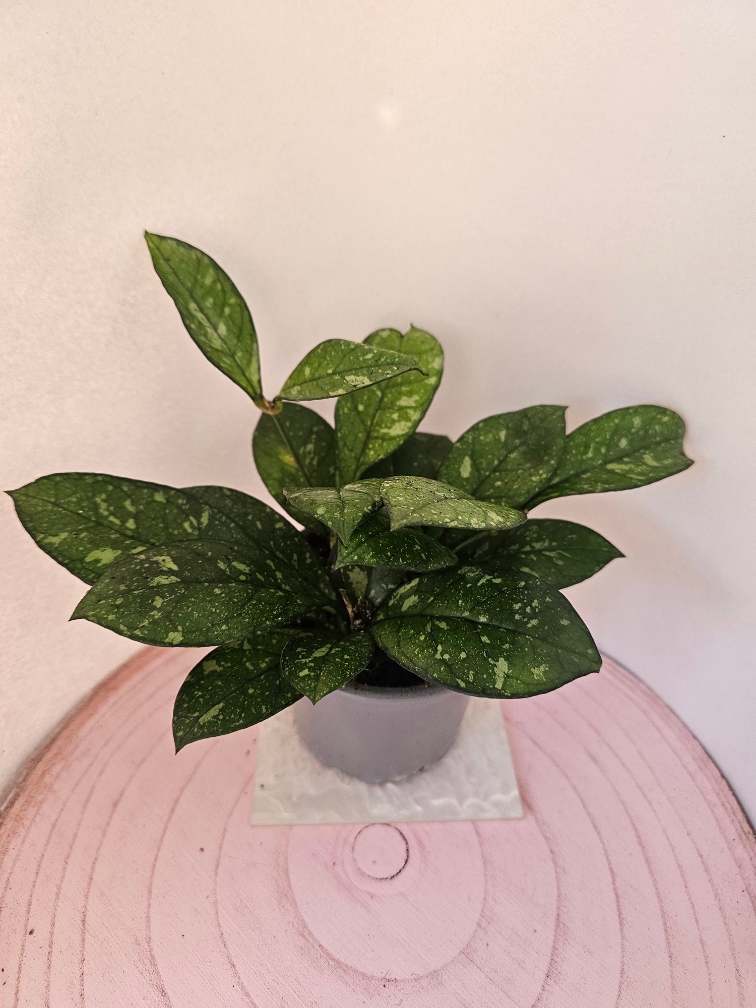 Hoya crassipetiolata splash