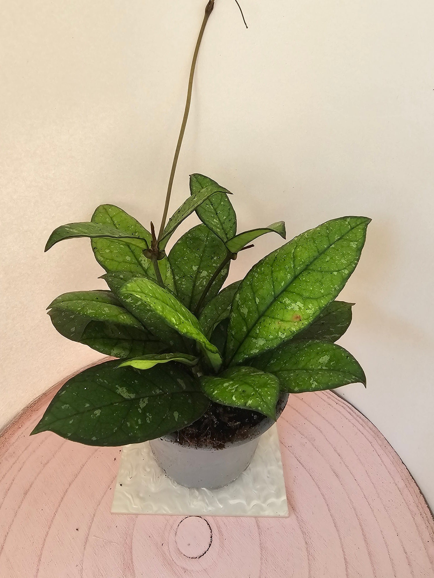 Hoya crassipetiolata splash