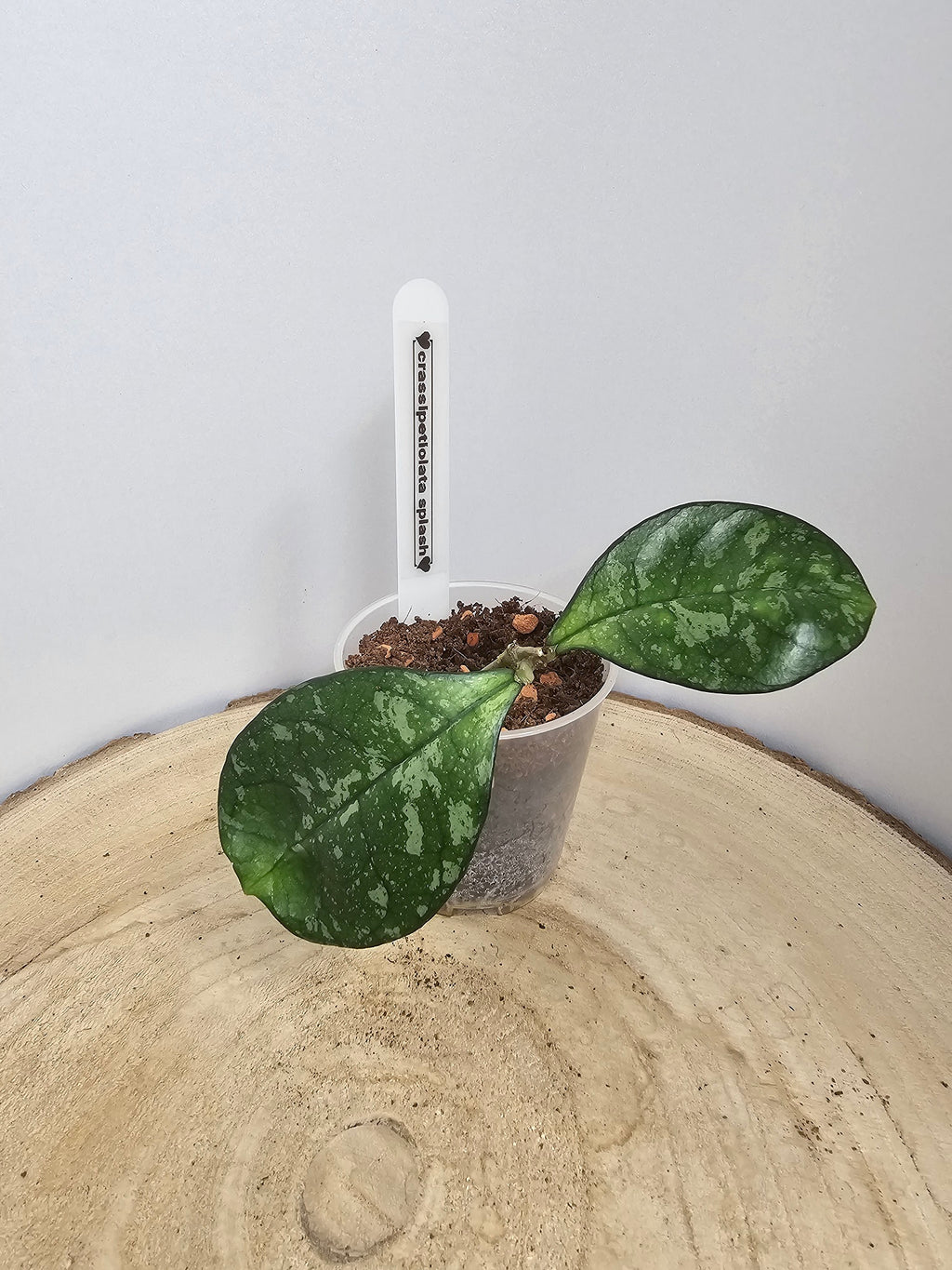 Hoya crassipetiolata splash