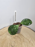 Hoya crassipetiolata splash