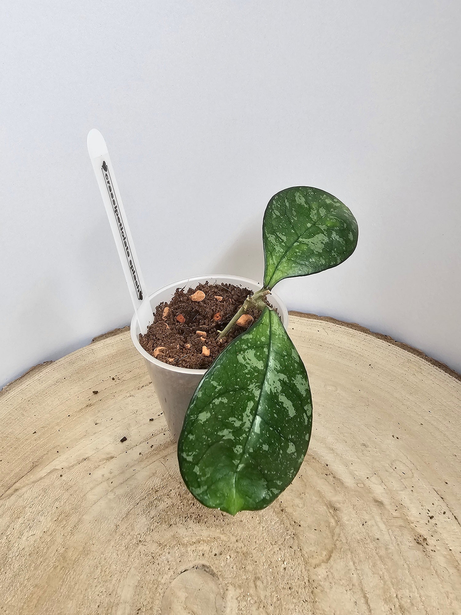 Hoya crassipetiolata splash