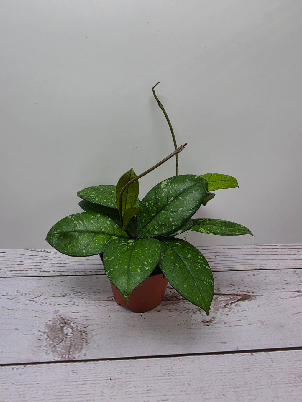 Hoya crassipetiolata splash round leaves
