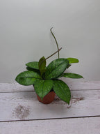 Hoya crassipetiolata splash round leaves