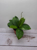 Hoya crassipetiolata splash round leaves