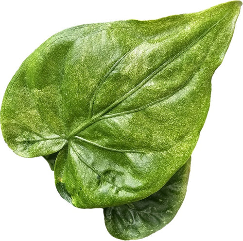 Alocasia cucullata mint variegata Rhizome