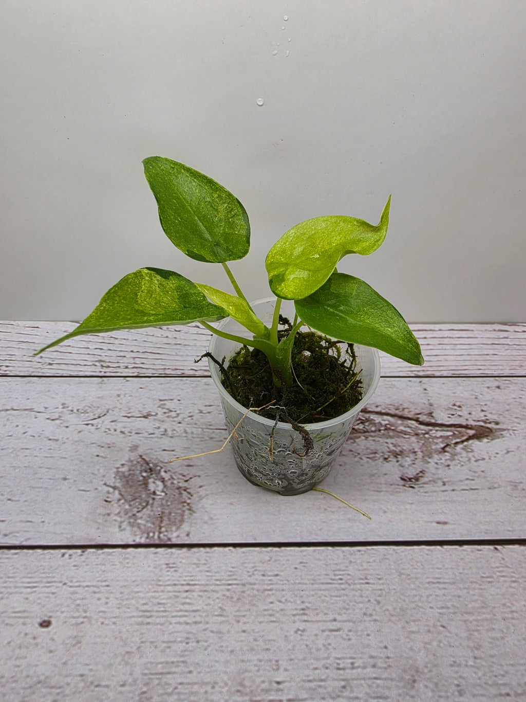 Alocasia cucullata mint variegata