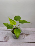 Alocasia cucullata mint variegata