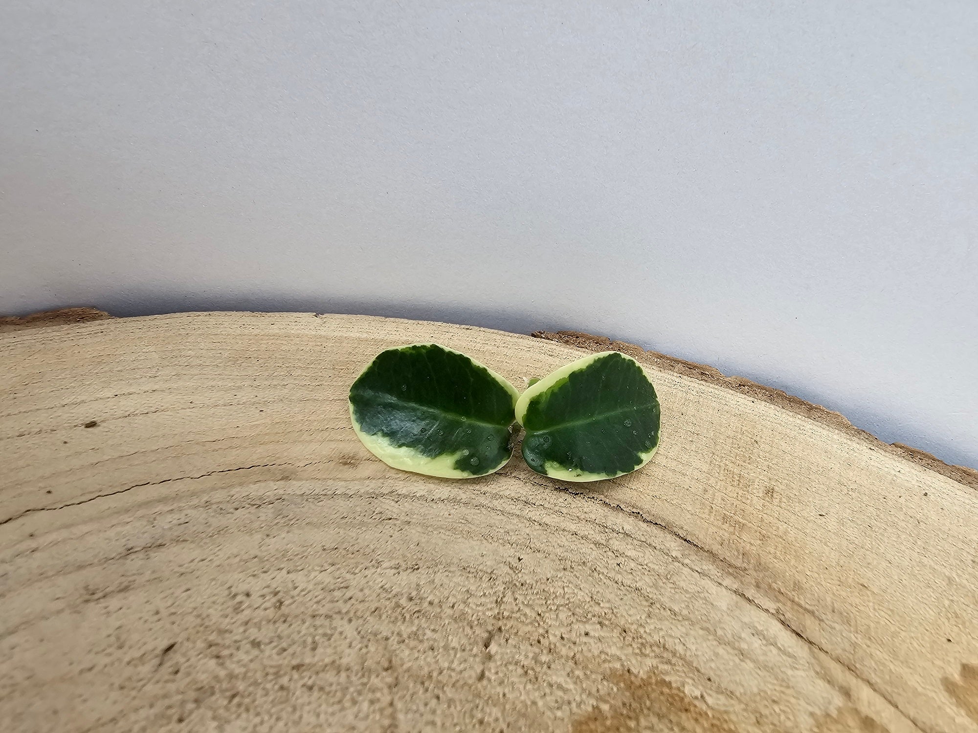 Hoya cumingiana albomarginata cutting