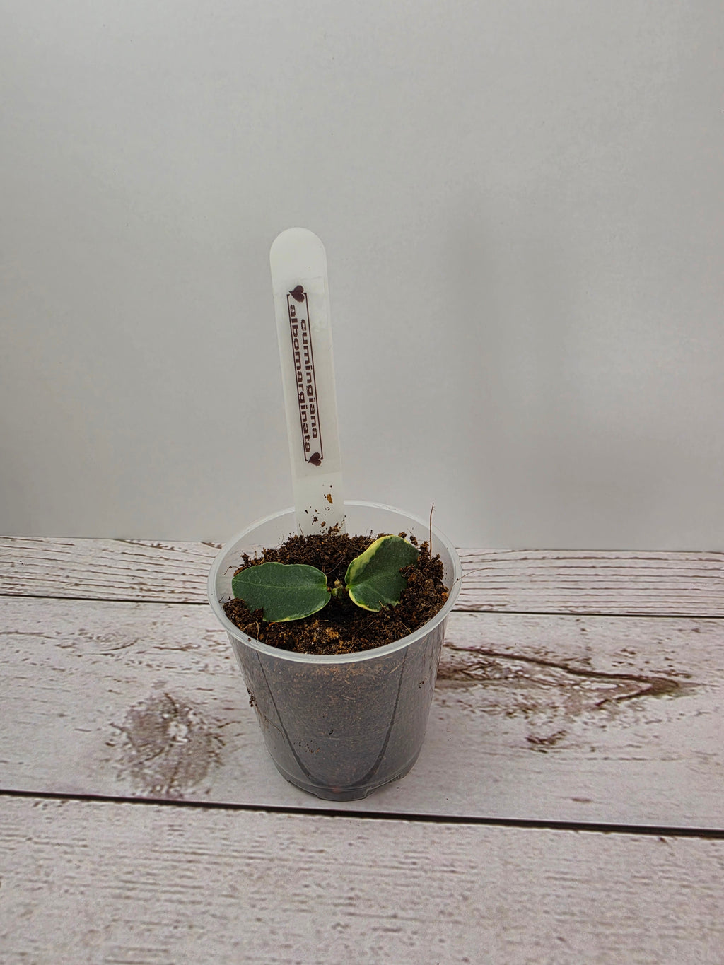 Hoya cumingiana albomarginata