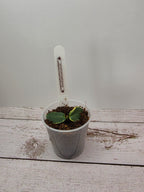 Hoya cumingiana albomarginata