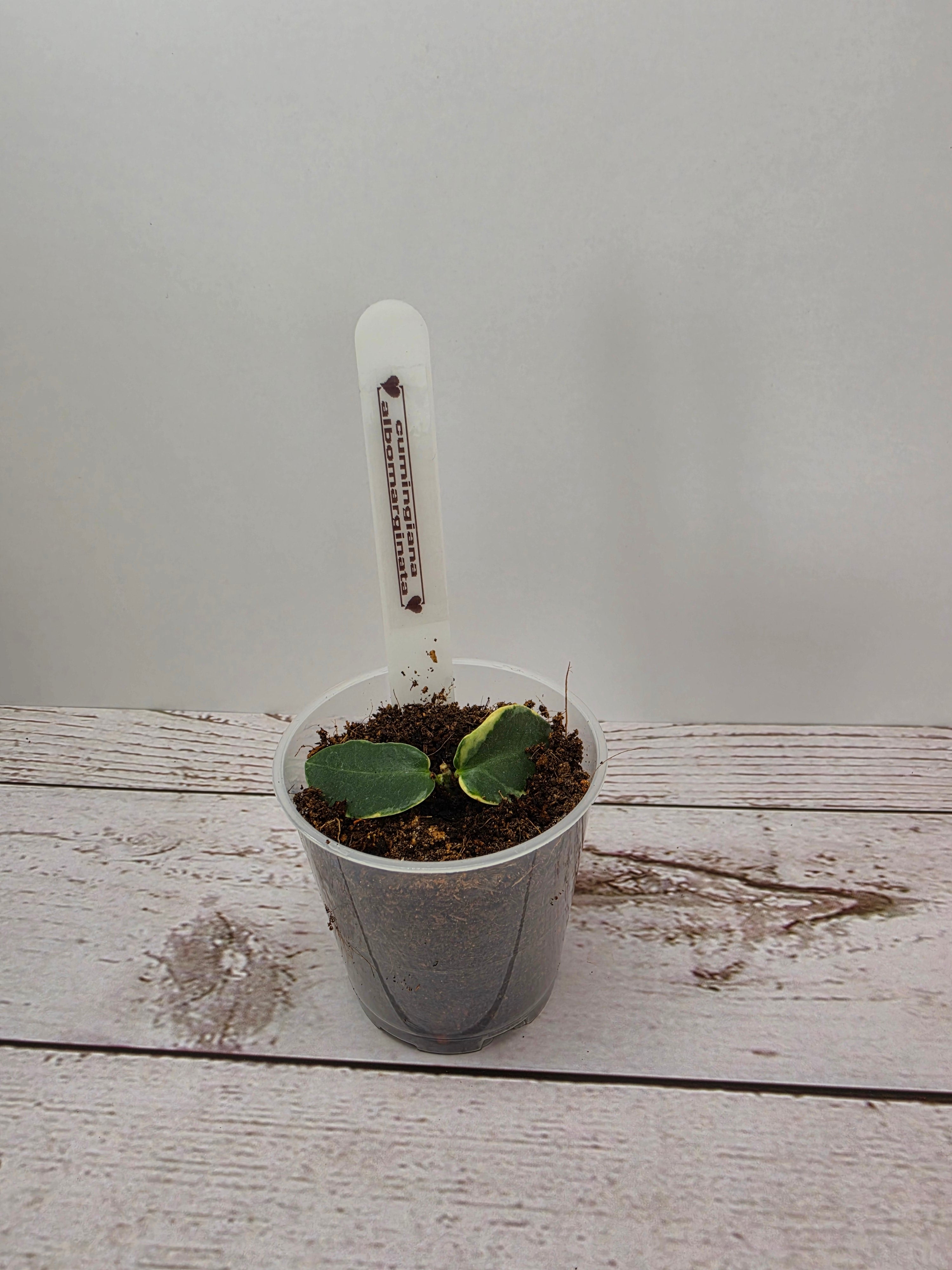 Hoya cumingiana albomarginata