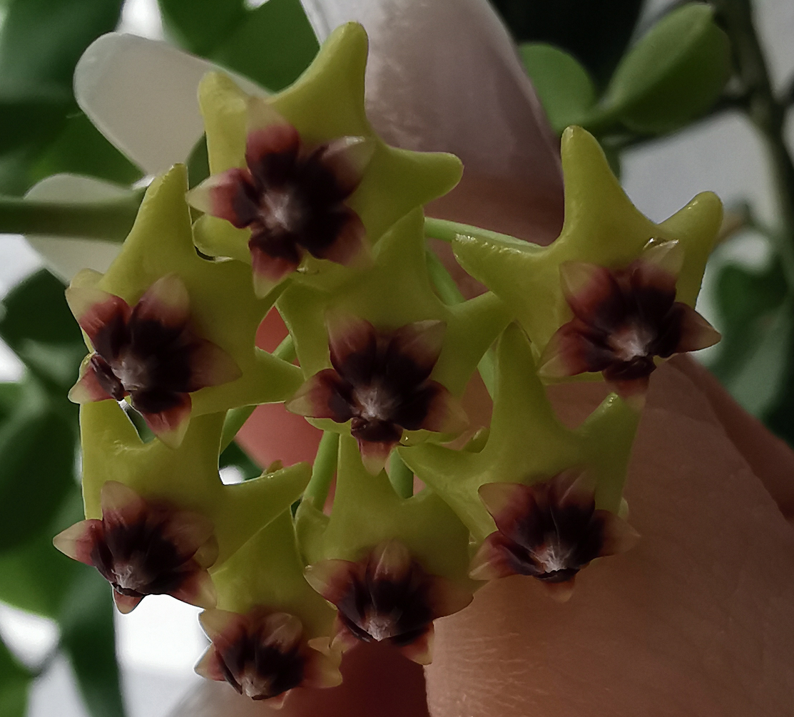 Hoya cumingiana