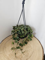 Hoya curtisii